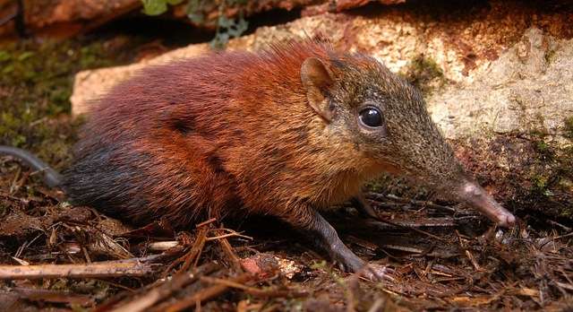 The first new elephant shrew in 126 years, the 18-ounce Rhynchocyon udzungwensis, also called the 